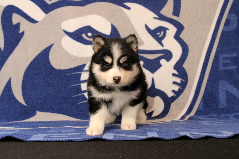 puppy, for, sale, Pomsky, Matthew B. Stoltzfus, dog, breeder, Gap, PA, dog-breeder, puppy-for-sale, forsale, nearby, find, puppyfind, locator, puppylocator, aca